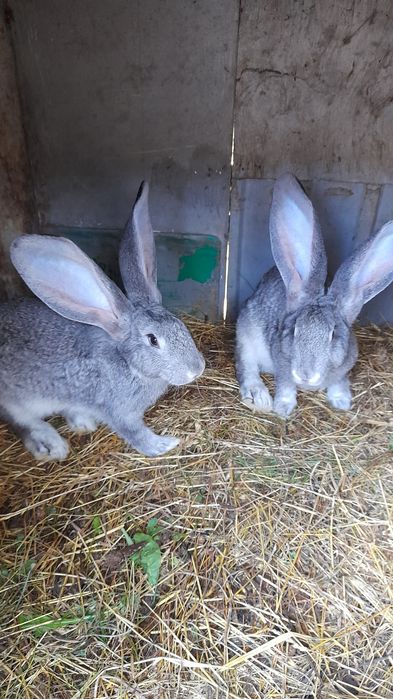 Olbrzym belgijski młode