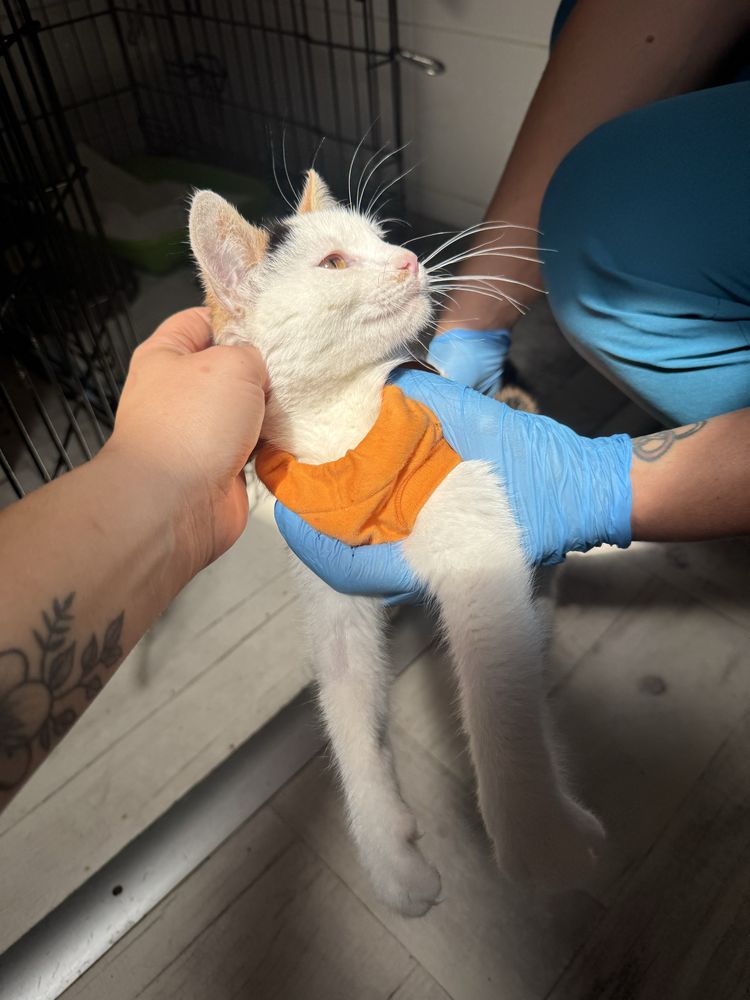 Oddam kotke do adopcji