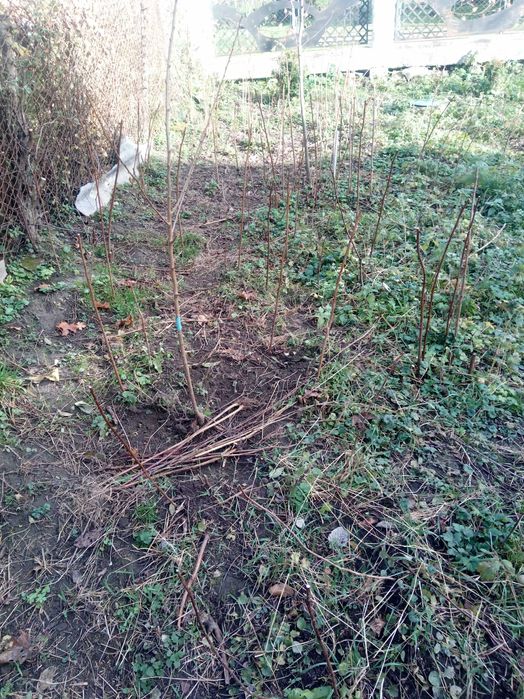 Малина багатородюча і ремонтантна