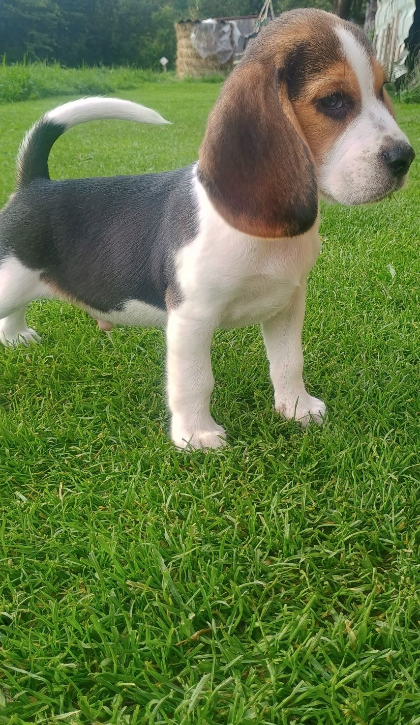 Szczeniak Beagle