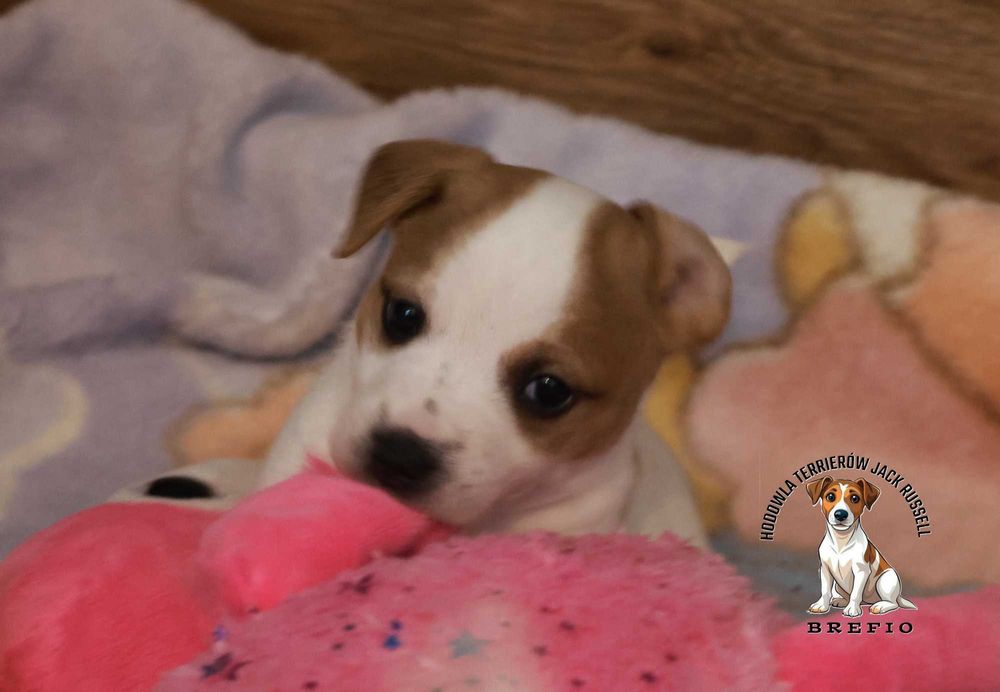 Szczenię Jack Russell Terrier z hodowli "BREFIO" /bad. genetyczne