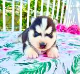 Szczeniak Siberian Husky rodowód ZKwP FCI Champion Puppy Pedigree