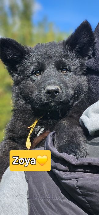 Owczarek Staroniemiecki Czarny