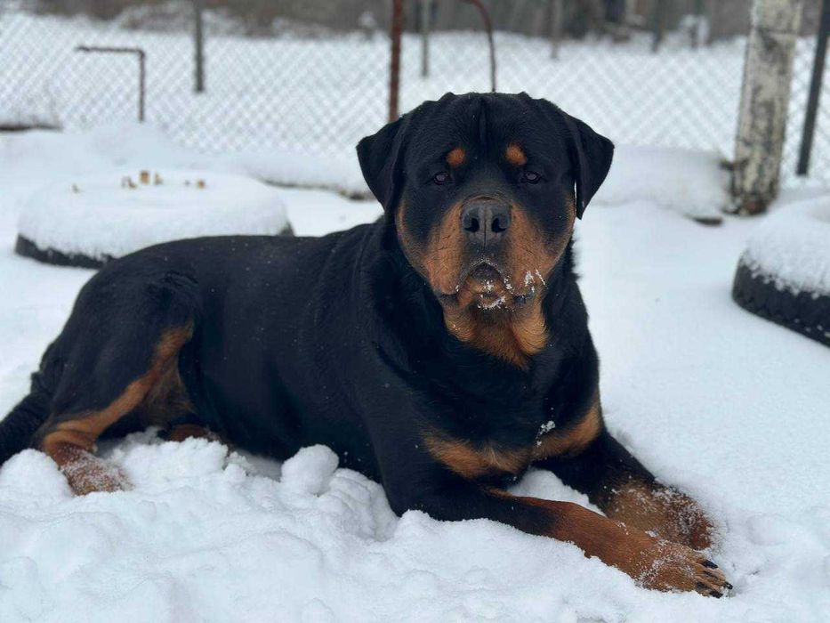 Вязка Ротвейлера мальчика