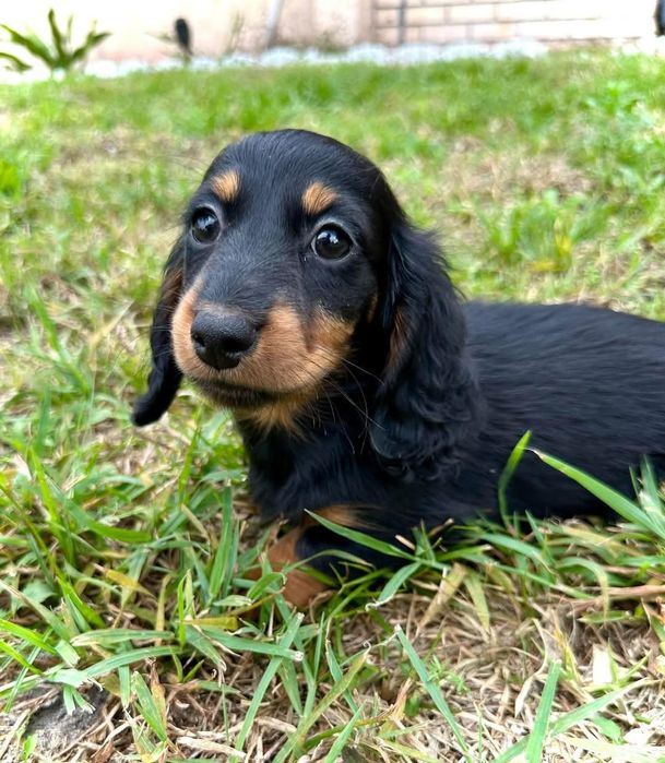 Довгошерстні таксята хлопчики