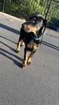 Doberman suczka z rodowodem
