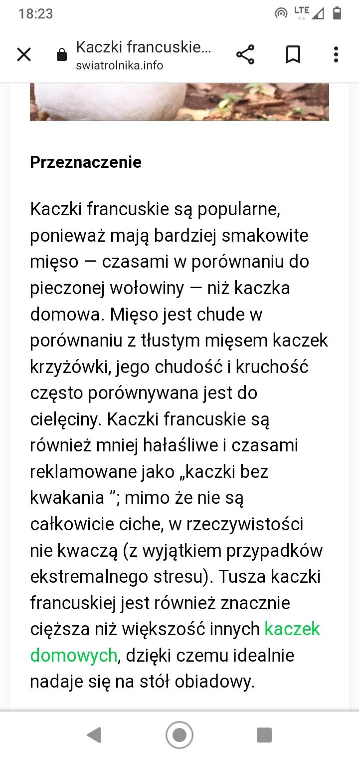 Kaczki, Jaja kacze lęgowe, jajka kaczek francuskich, piżmowych