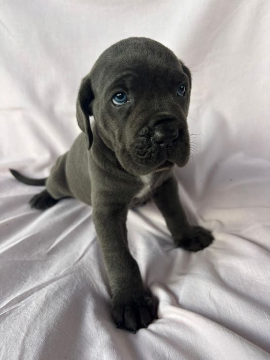 Szczeniak CANE CORSO Bella Italiano