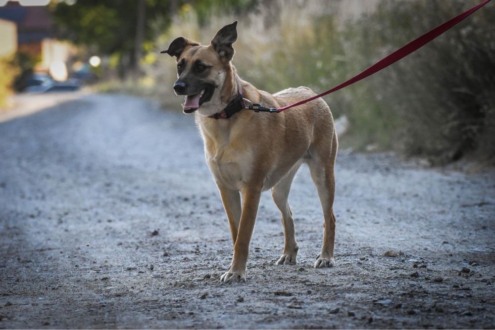 Masza czeka na swój dom