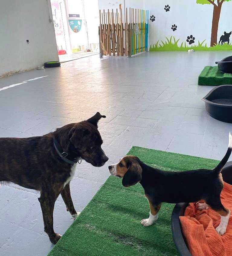 Oportunidade de trespasse loja de animais, creche/hotel canino