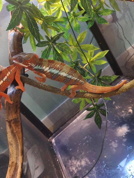 kameleon ambilobe lamparci