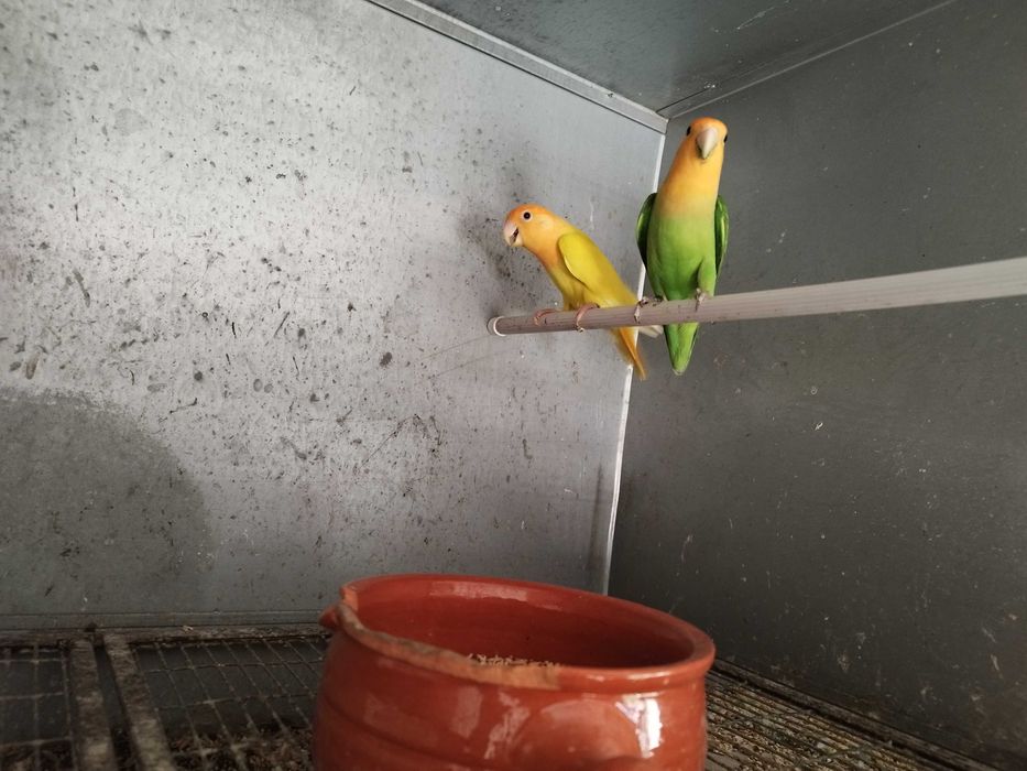 Agapornis Roseicollis Casais adultos reprodutores