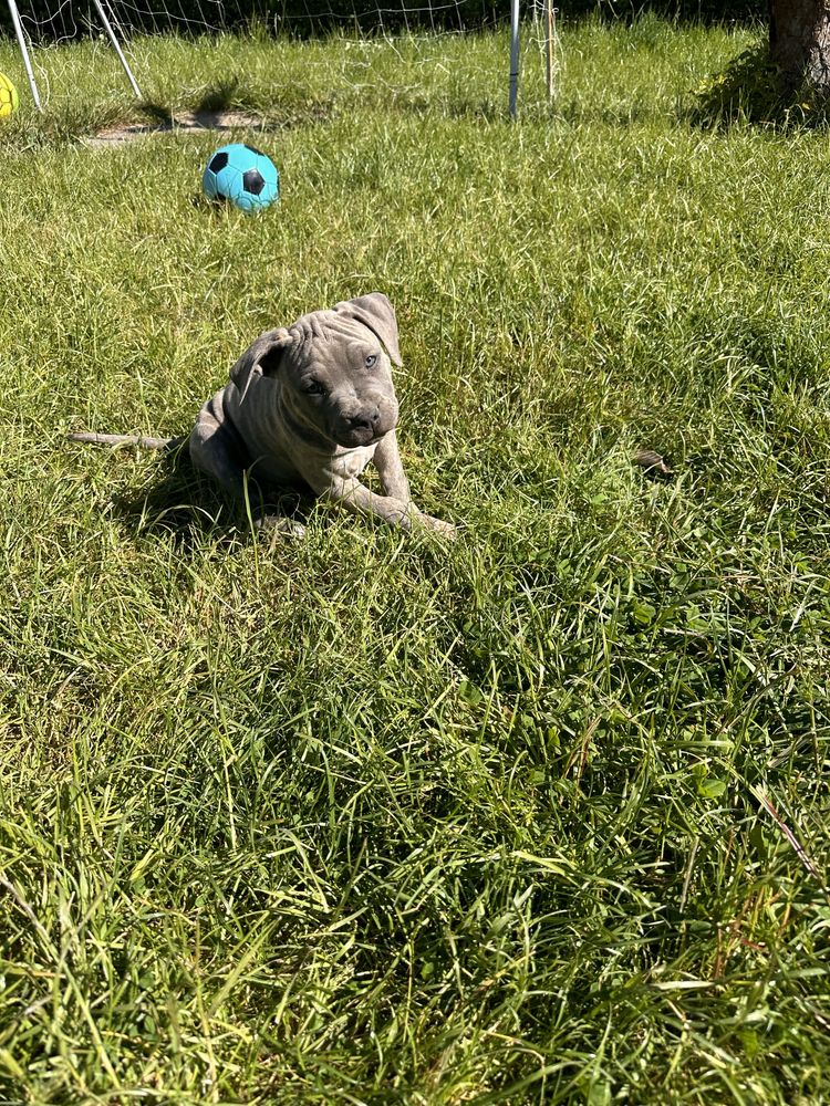 American Staffordshire Terrier