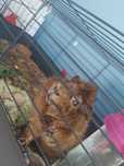 Kawia ( swinka morska ) samiec