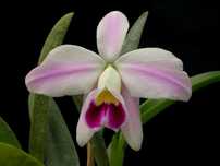 Орхідея Cattleya Lavender Diamond