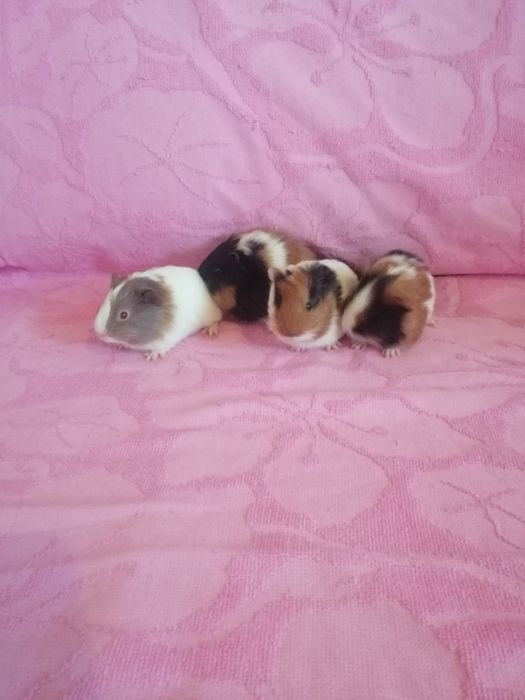 Świnka morska kawia domowa