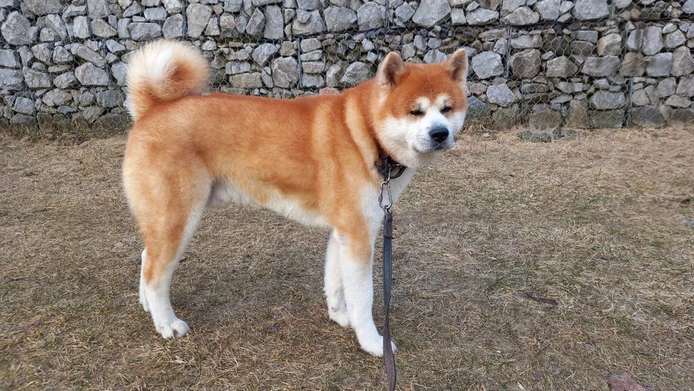 Акіта для в'язки