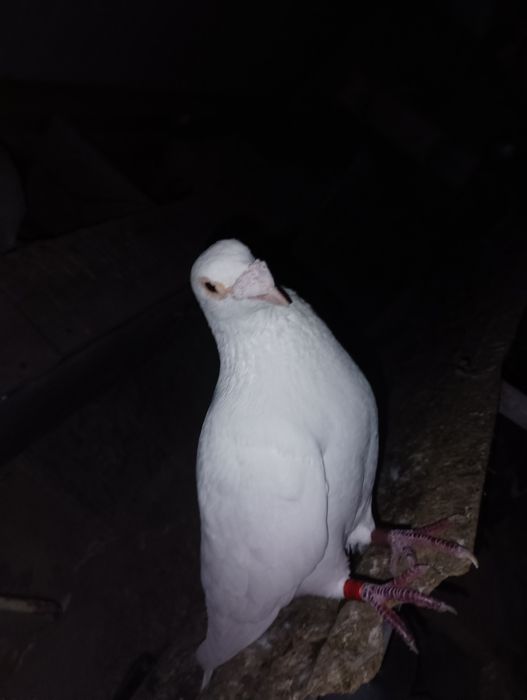 Pombos correios para venda de vários anos e varios  preços