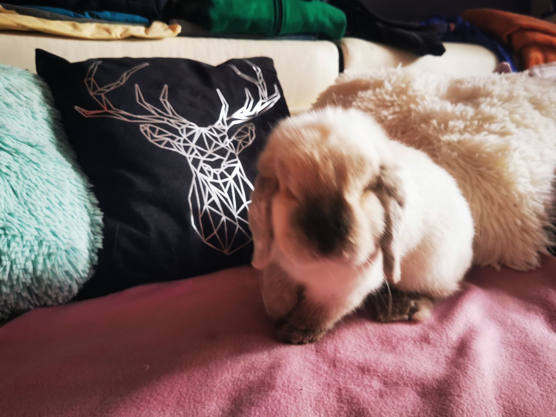 Królik miniaturka mini lop