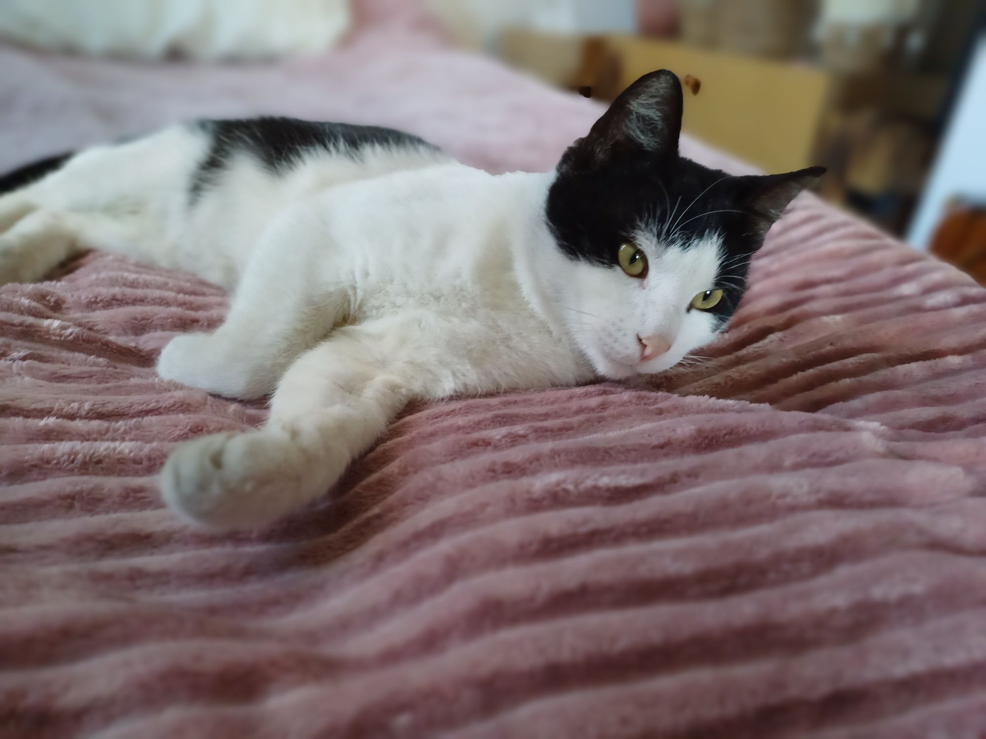 Kotek uratowany z silnika samochodu