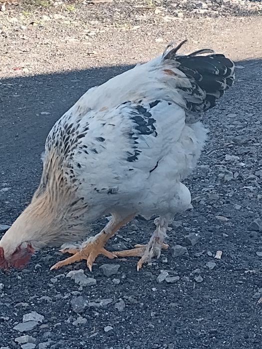 Kaczki bieguski indyjskie, kury brahma.