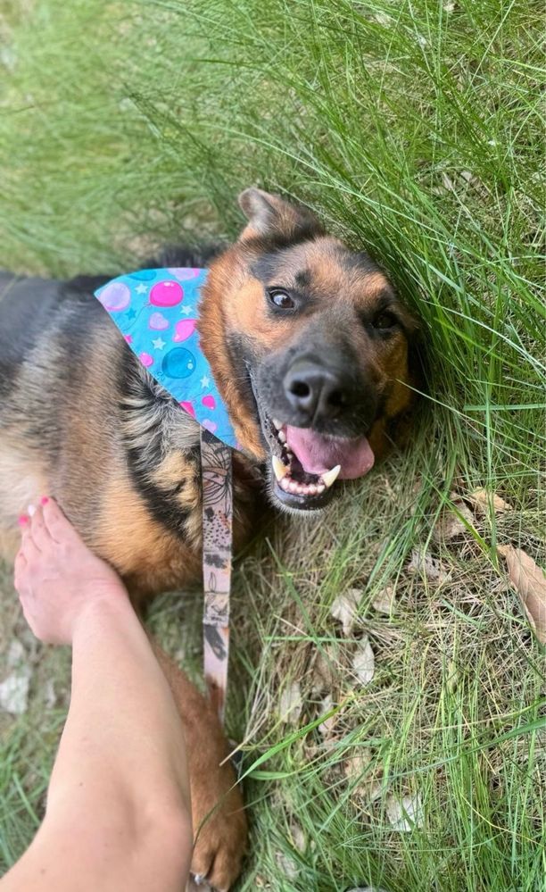 Archie w typie owczarka czeka na dom 1.5 roku. Adoptuj, uratuj!