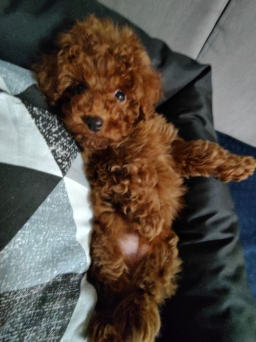 Pudel toy/miniatura samiec gotowy do odbioru