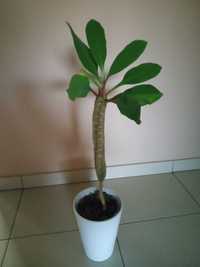 Wilczomlecz białounerwiony Euphorbia leuconeura - klejnot Madagaskaru