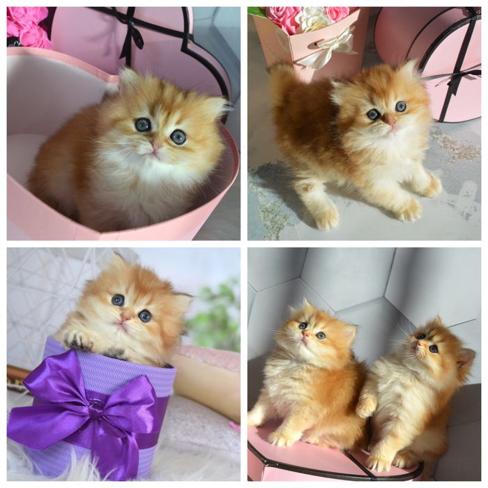 Британські котята золота шиншила/британская золотая шиншилла