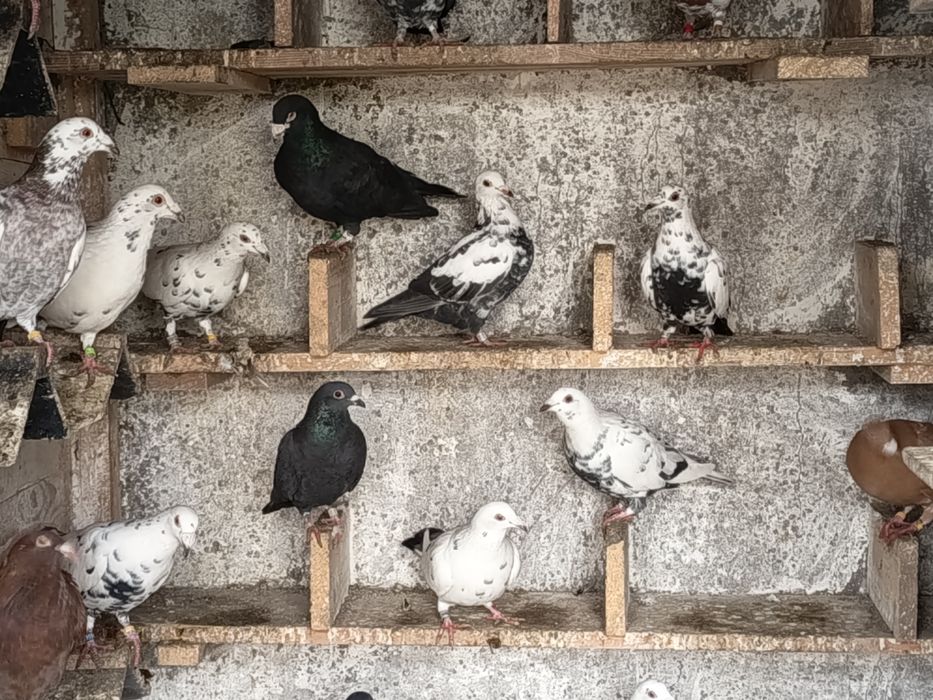 Sprzedam gołębie pocztowe tygrysy