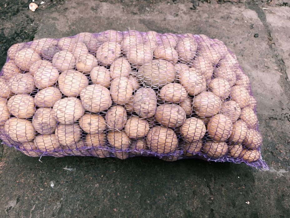 Картопля Рив’єра — посадкова (2-га репродукція)