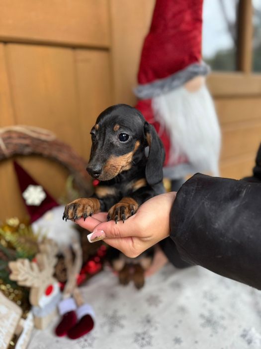 Jamnik krótkowłosy miniaturowy sunia