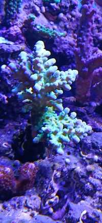 Sprzedam Acropora Austera Banana