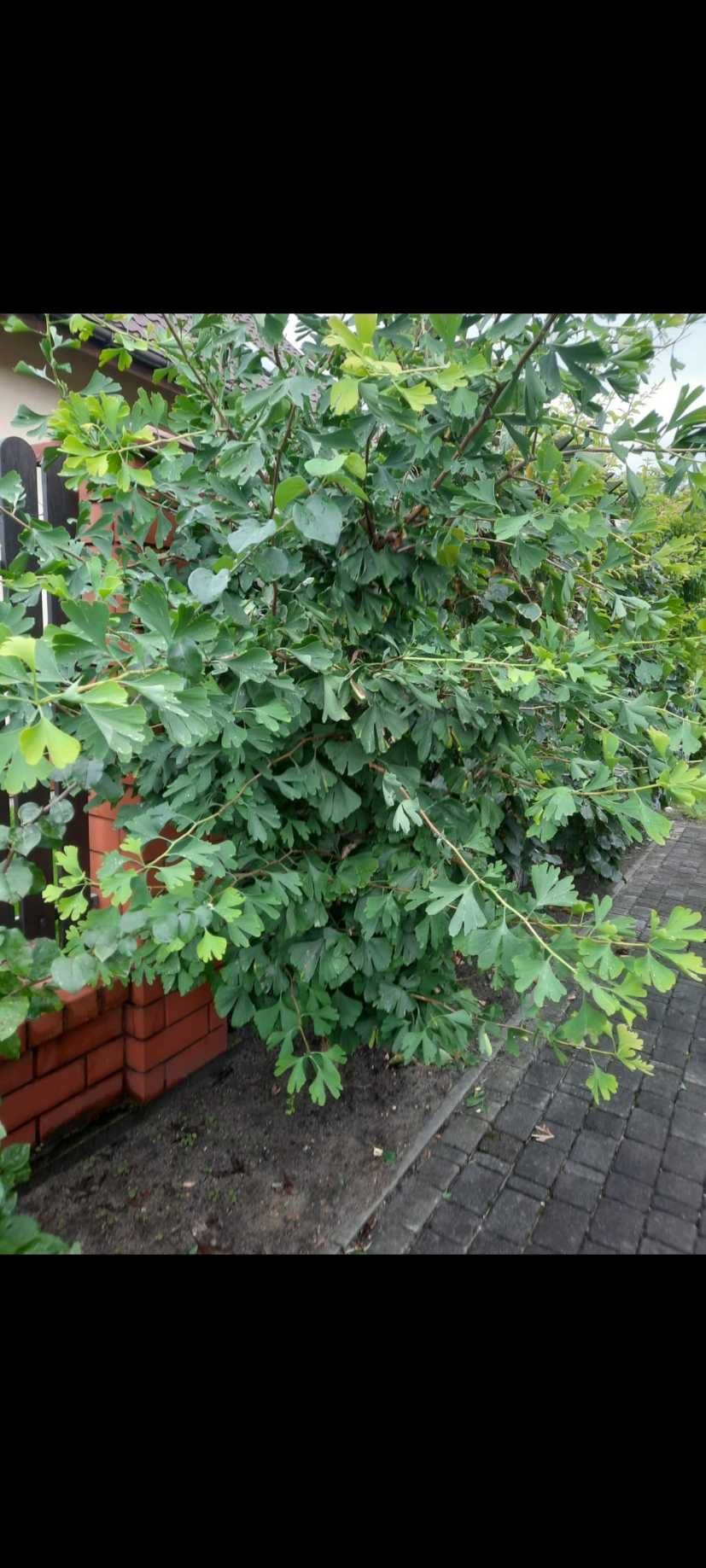 Suszone liście, glinkgo biloba miłorząb japoński.Porcja 0,25 kg.