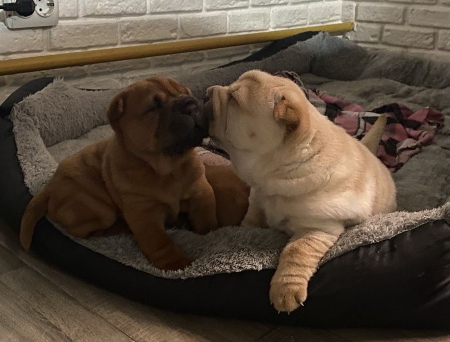 Продам плюшевих бешкетників