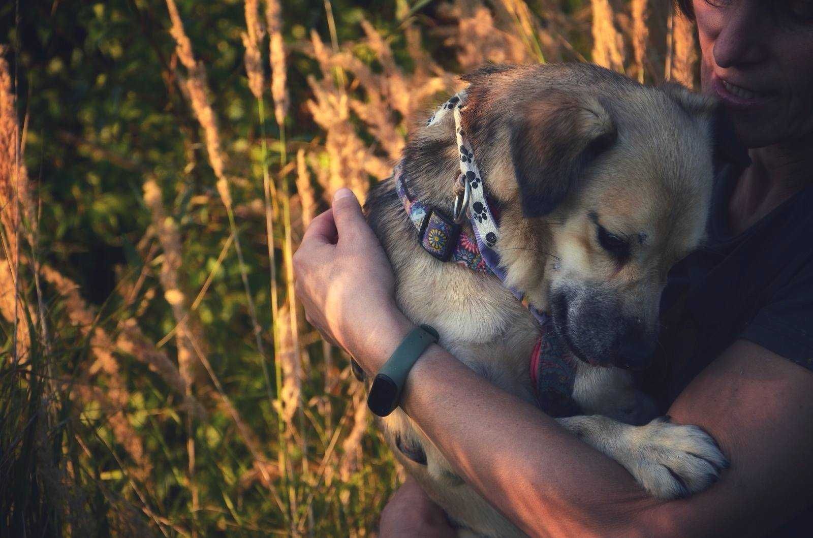 Spacja, mała, delikatna sunia, potrzebuje kochającego domu adopcja