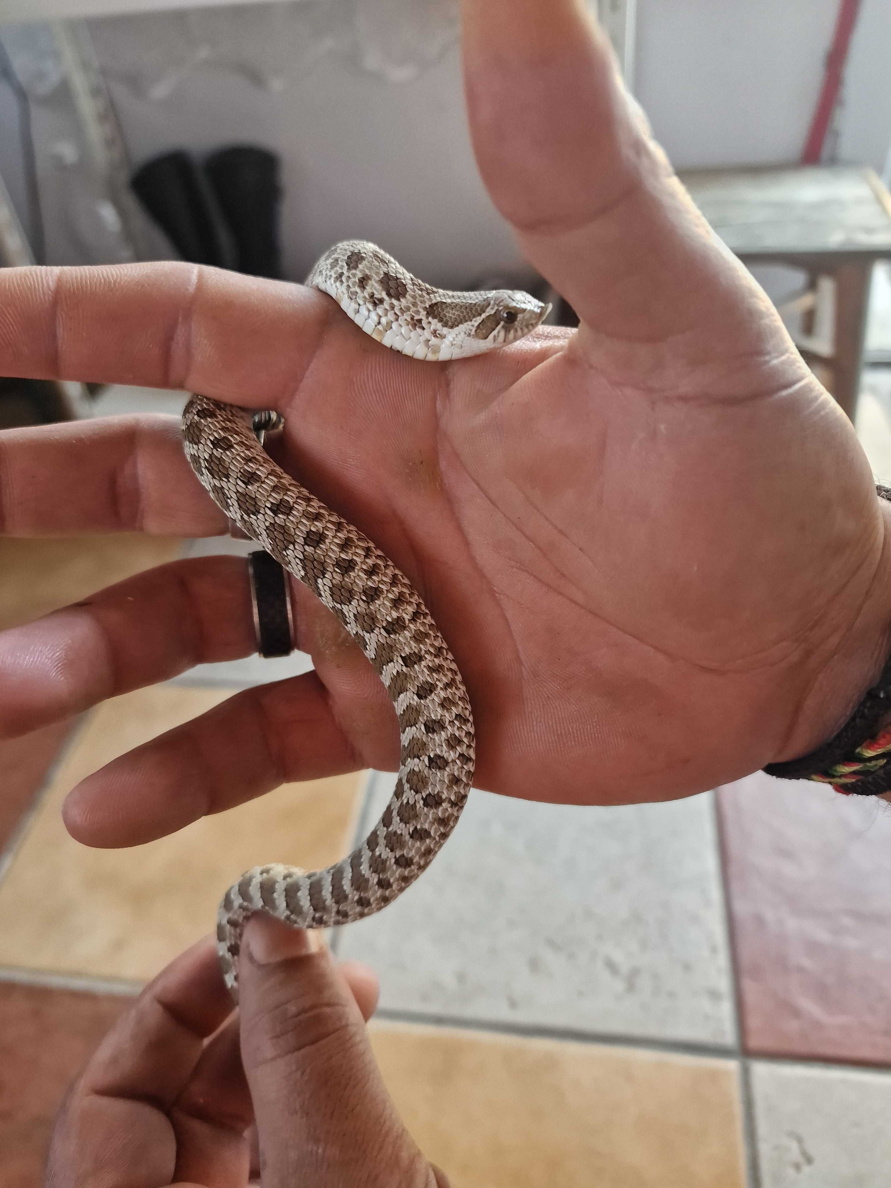 Disponível hognose
