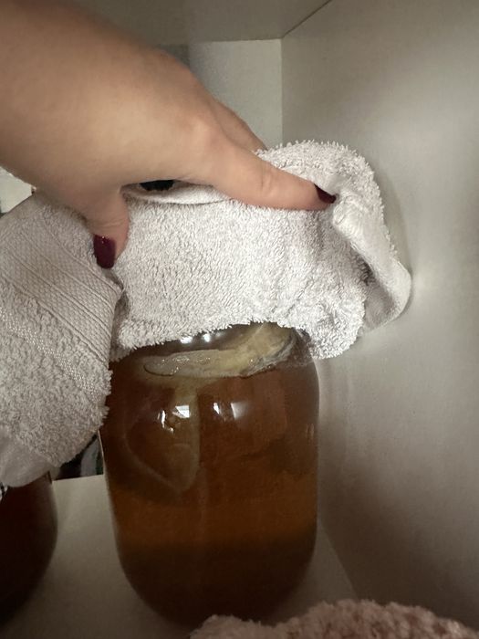 Kombucha Scooby Grzybek herbaciany