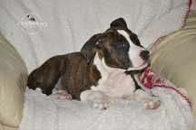 Ostatni wolny piesek AmStaff gotowy do odbioru rodowod ZKwP, po Inter.