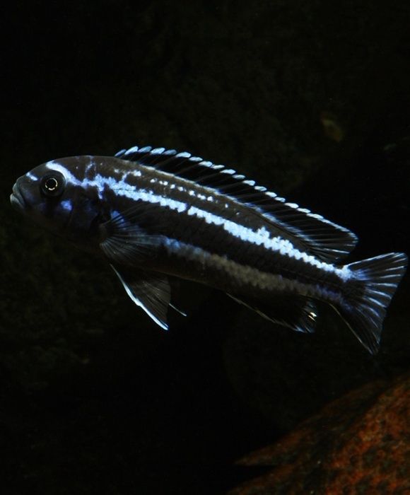 Меланохромис Майнгано Melanochromis Maingano Цихліди Малаві