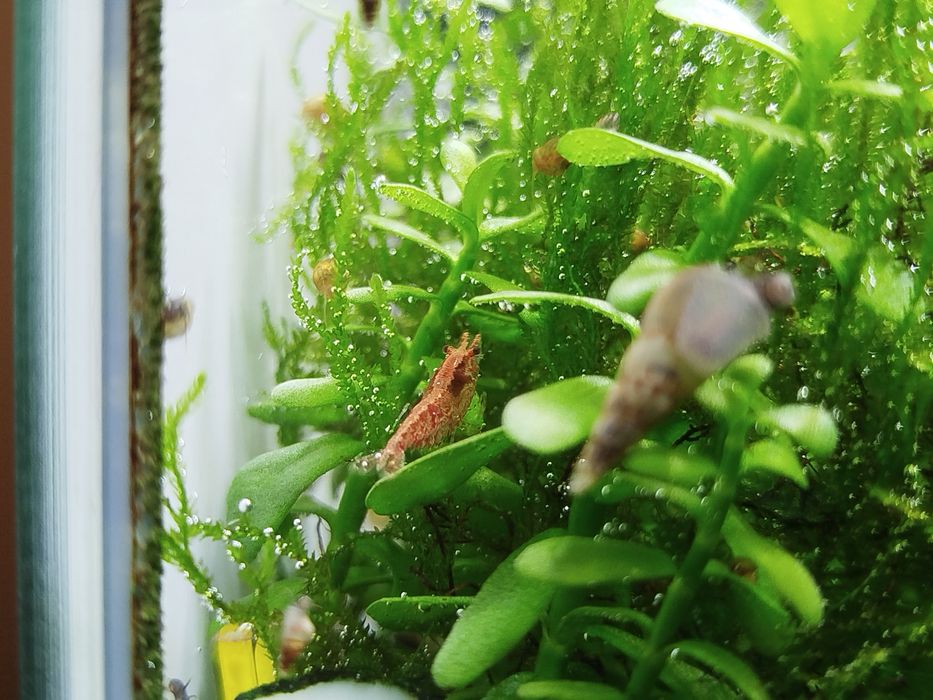 Krewetki red rilli