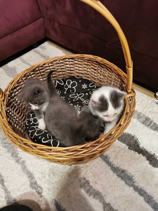 Urocze kociaki do adopcji – 2 niebieskie i 1 biały