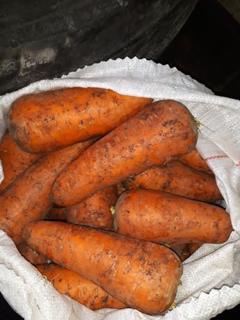 Продам морковку 2 тона качествинный