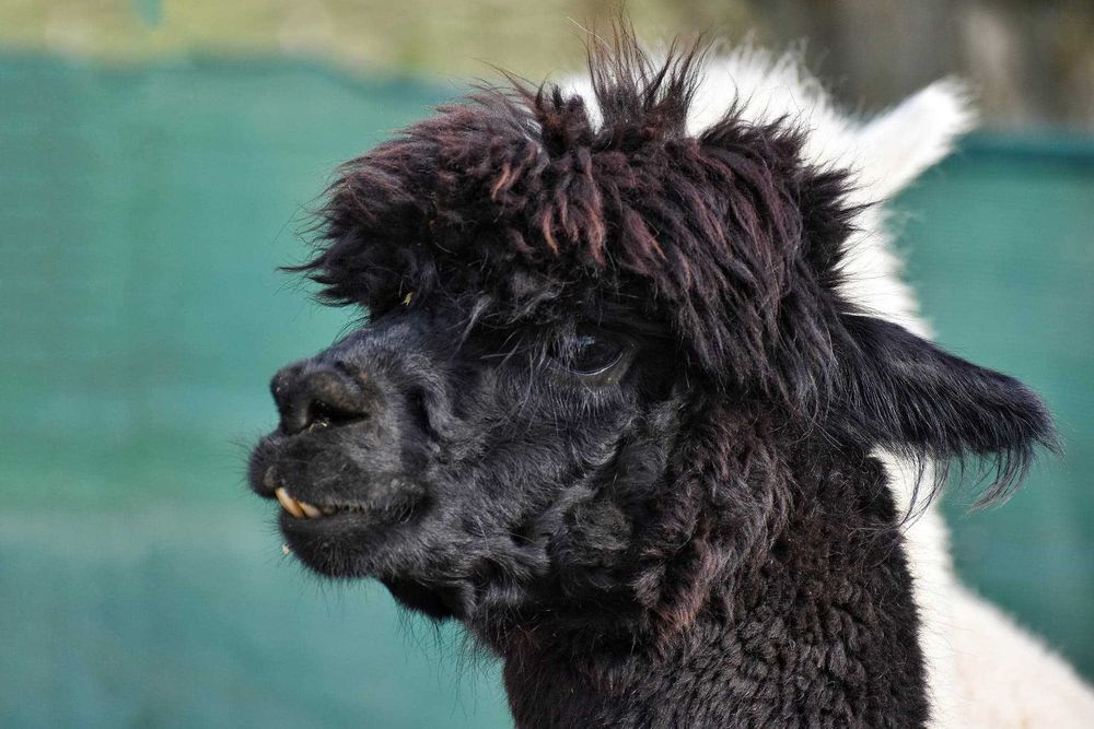 Mazury Ełk Dom Lux 4 syp. + apartament 4 os. dla 10-18 os. Bania/sauna