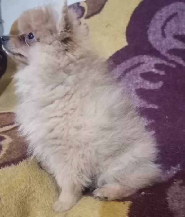 Померанский шпиц