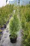 WYPRZEDAŻ Tuja Thuja Szmaragd 70-90 cm II gatunek