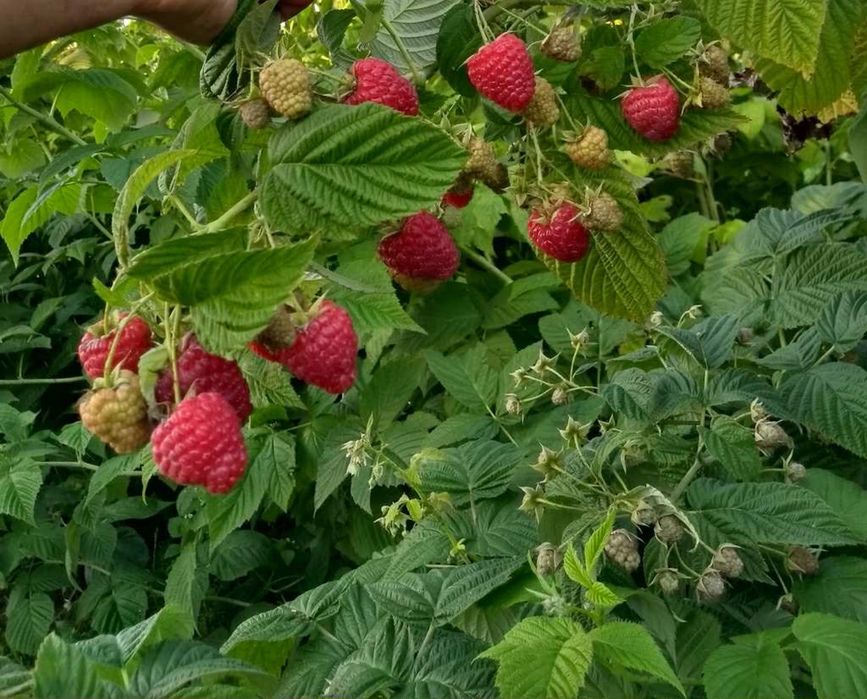 Sprzedam sadzonki maliny Sugana