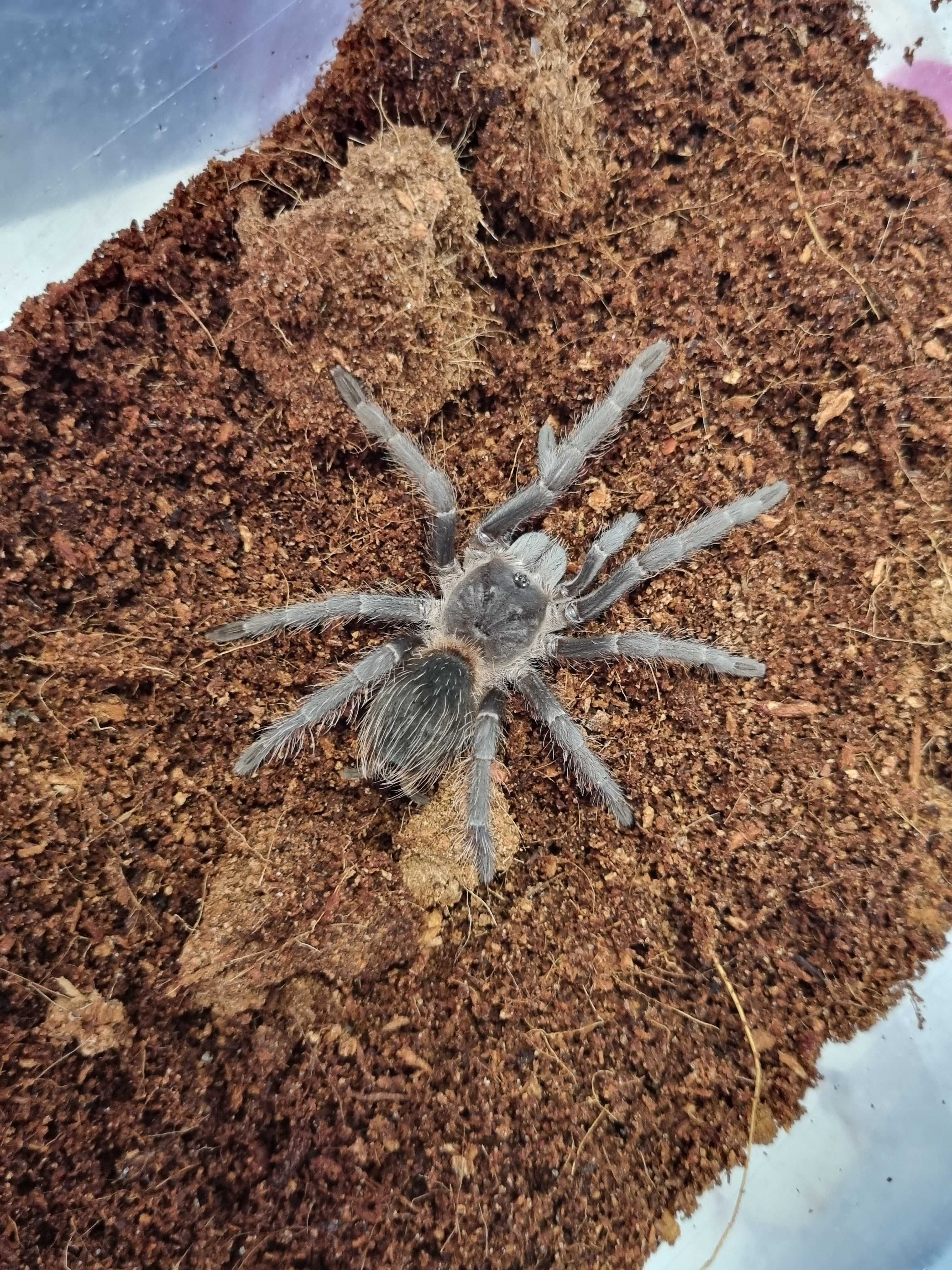 Ptasznik Lasiodora parahybana samica | pająk | Petmarket