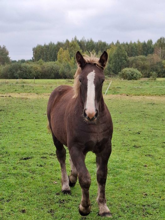 Sprzedam źrebaki programowe, sztumskie z obustronnym pochodzeniem