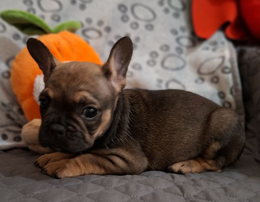 Sprzedam suczkę rasy buldog francuski